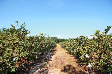 Fototapeta na wymiar Planting row and took the wrapper grown Guava KimJu fruit.