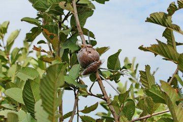 Kaffir lime gardening, Kaffir lime fruits on tree.