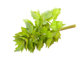 Young lovage on a white background