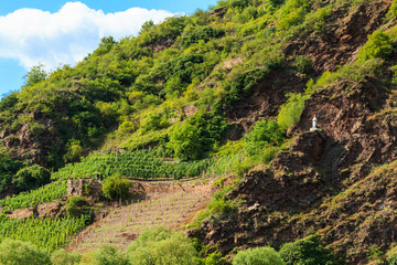 Fototapeta na wymiar The view of vineyards in Germany