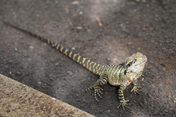 Eastern Water Dragon.  Found in Toowoomba Australia, this Eastern Water Dragon was investigating a car park when he was caught on camera.