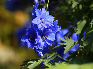 blue delphinium in the garden