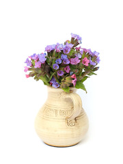 lungwort in a vase on a white background