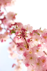 pink sakura flowers in the park
