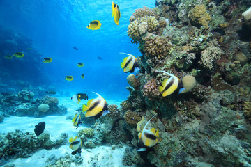 Tropical coral reef