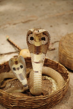 Snake charmer India two cobras in basket showing markings Stock