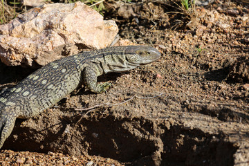 Rock Monitor, Kruger National Park, South Africa