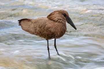 Hamerkop standing in shallow water searching for fish