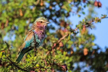 Close up of a beautiful colored Lilac breasted roller sitting on a branch in a tree, Kruger...