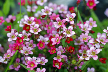  pink saxifrage in the garden