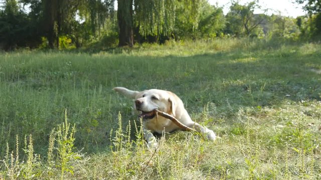 Labrador or golden retriver eating wooden stick outdoor. Animal chew and biting a stick at nature.  Dog playing outside. Summer landscape at background. Close up