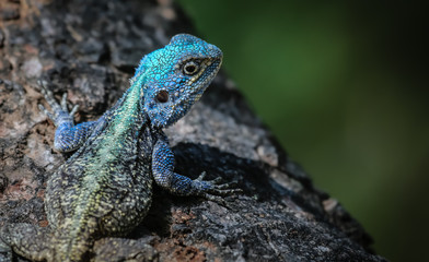 Naklejka na ściany i meble Close up of a colorful Tree agama, Kruger National Park, South Africa