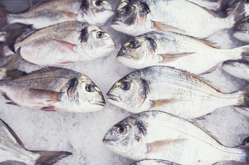 Poisson fraichement pêché