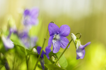 blue violets in the forest