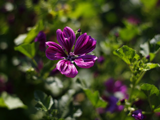 Obraz premium purple mallow in a park