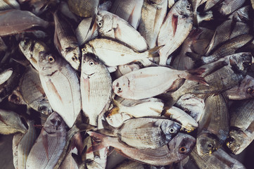 Vente de poisson frais