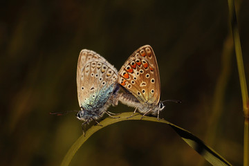two butterflies sitting on the grass