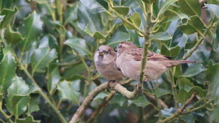 Obraz premium Sprechende Vögel