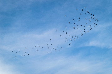 birds are flying with blue sky background