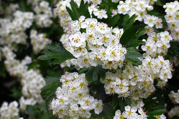 flowering hawthorn in the woods