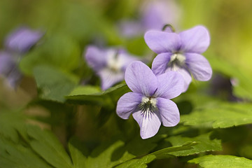 Obraz premium blue violets in the forest