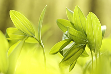 Obraz premium Young Polygonatum multiflorum in the forest