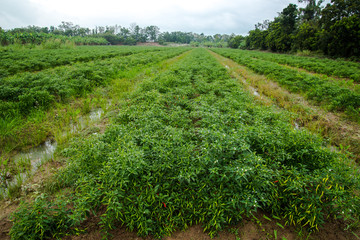 Chili in the field