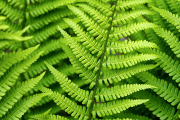 green fern in the forest