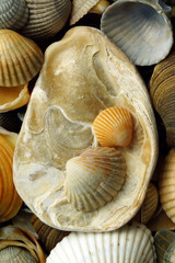 seashells. wallpapers for your phone.