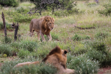 Two impressive lion walking and resting in the bush, Kruger National Park, South Africa