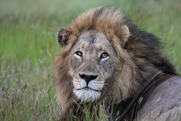 Portrait of impressive male Lion resting in the grass, Kruger National Park, South Africa
