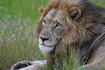 Fototapeta premium Portrait of impressive male Lion resting in the grass, Kruger National Park, South Africa