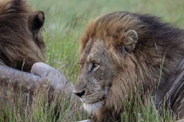 Obraz na płótnie Canvas Impressive male Lion resting in the grass, Kruger National Park, South Africa