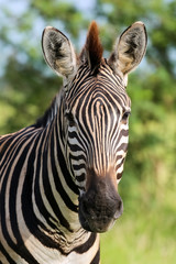 Fototapeta na wymiar Portrait of zebra in the green grassland, Kruger National Park, South Africa