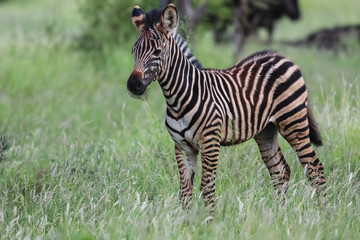 Fototapeta na wymiar Young Zebra in the green grassland, Kruger National Park, South Africa