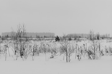 black and white Winter landscape with snow covered trees