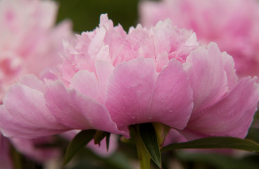 pink peony