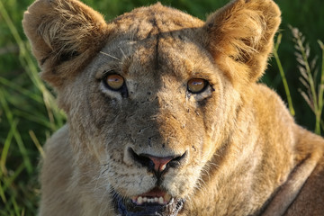 Close up Portrait of lioness, Kruger National Park, South Africa