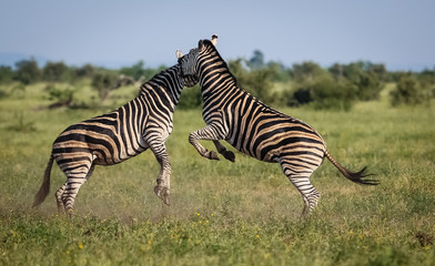 Fototapeta na wymiar Two fighting Zebras in the grassland, jumping, Kruger National Park, South Africa