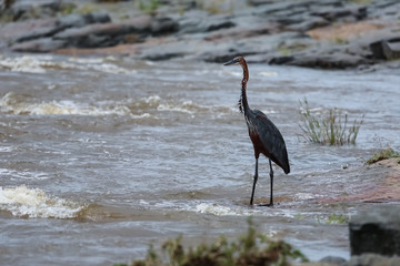 Goliath heron standing in the water searching for fish