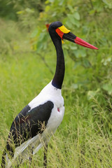 Saddle billed stork standing in the green African savanna, Kruger National Park, South Africa