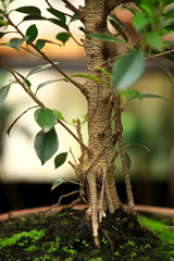 Plants and moss plant in pot