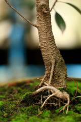 Plants and moss plant in pot