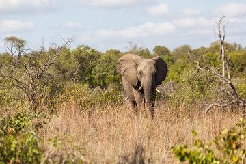 Obraz premium Elephant walking out of the bush