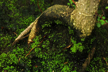 Plants and moss plant in pot