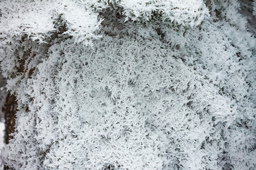 pine branch in the snow in winter. nature background