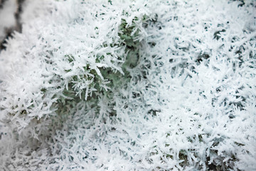 pine branch in the snow in winter. nature background