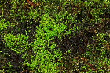 Plants and moss plant in pot