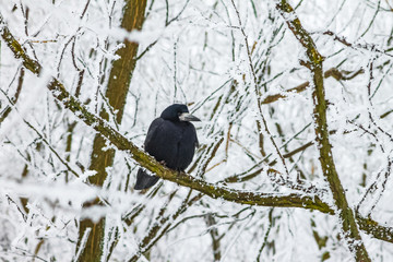 black raven on snowy tree, nature background winter