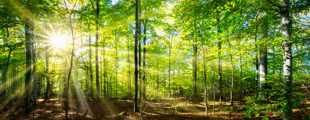 Obraz na płótnie Canvas Grüner Wald im Frühling und Sommer